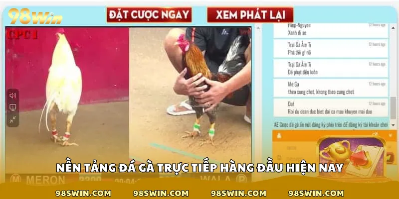 Nền tảng đá gà trực tiếp hàng đầu hiện nay